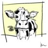 Cow Print